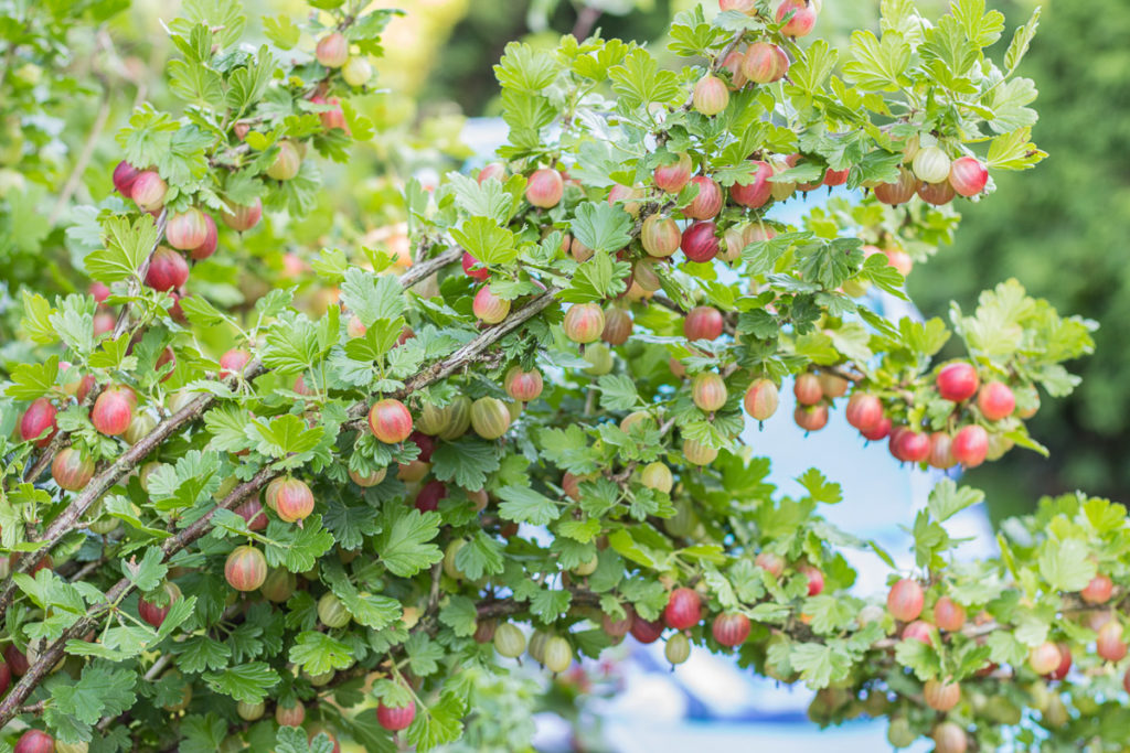 Beeren im Garten